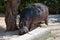The hippopotamus near a tree in a zoo