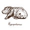 Hippopotamus newborn, hand drawn doodle, sketch