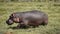 Hippopotamus, Ngorongoro crater, Tanzania