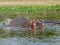 Hippopotamus in Nile