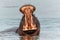 Hippopotamus in the Okavanga Delta in Botswana.