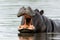 Hippopotamus in the Okavanga Delta in Botswana.