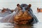 Hippopotamus in the Okavanga Delta in Botswana.