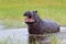 Hippopotamus in the Okavanga Delta in Botswana