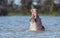 Hippopotamus opening his jaws wide open at Lake Naivasha, Kenya,