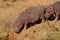 Hippopotamus and oxpecker birds, Kruger National Park