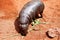 Hippopotamus pigmy, Hexaprotodon liberiensis