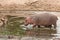 Hippopotamus in a pond