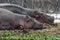 Hippopotamus relaxing