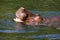 Hippopotamus relaxing in river