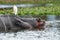 Hippopotamus relaxing in water