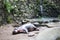 a hippopotamus resting near a fountain at the zoo