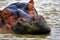 A Hippopotamus rests peeps out of the water as it lazes in the water