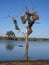 Hippopotamus in the river and crocodile on the shore Kruger National Park South Africa