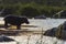 Hippopotamus in the River in greater Kruger National Park, South