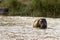 Hippopotamus in the River in greater Kruger National Park, South