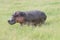 A Hippopotamus in the savannah