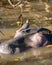 A hippopotamus is a semi-aquatic animal, quite common in rivers and lakes. during the day they remain cool by staying in
