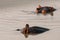 Hippopotamus semi-submerged in South African river