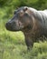 Hippopotamus in the serengeti reserve