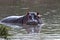 Hippopotamus, Serengeti, Tanzania, Africa Great Migration