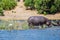 Hippopotamus shallow near shore of the river