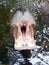 Hippopotamus showing huge jaw and teeth