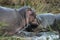 Hippopotamus Sleeping, Kruger National Park