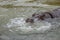 Hippopotamus of the species Hippopotamus amphibius in the water