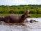 A hippopotamus standing in the nile yawning