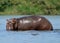 A hippopotamus stands in the Nile River in Uganda