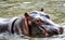 Hippopotamus submerged in his pond