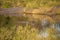 Hippopotamus submerged in a lake in the African savannah where it is protected from the African heat