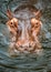 Hippopotamus submerged in the water