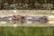 Hippopotamus submerged in water