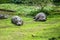 Hippopotamus sunbathing on the ground