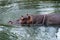 Hippopotamus swimming