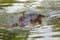hippopotamus swimming in the water