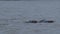 Hippopotamus swimming in the water