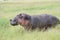 A Hippopotamus in the tall grass