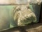 Hippopotamus Underwater Closeup of Head - Eyes, Nose, Ears, Mouth, Whiskers