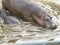 Hippopotamus wading in shallow waters