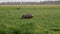 Hippopotamus walk on swampy grassland area knee deep in mud in African reserve