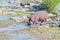 Hippopotamus walking in Crocodile River