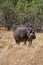 Hippopotamus walking on land