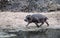 Hippopotamus walking, in Serengeti National Park