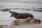 Hippopotamus walking up to a Carcass