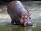 A hippopotamus is walking into the water