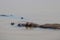 Hippopotamus wallowing in the water in south luangwa national park in zambia