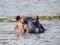 Hippopotamus wallowing in the waters of the kafue river in zambia